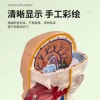 Teaching medicine: Internal organs, cardiac system structure, trunk, human anatomy model, educational, detachable Specification image